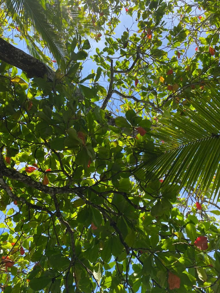 Casa Moa, Malaga, Bejuco - Image 9