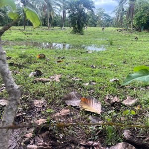 Terreno en Venta 1 hectáreas, Rio Seco, Parrita, Puntarenas