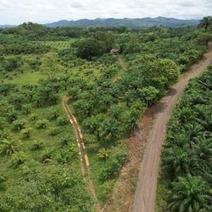 Finca en Producción, Quepos, Puntarenas
