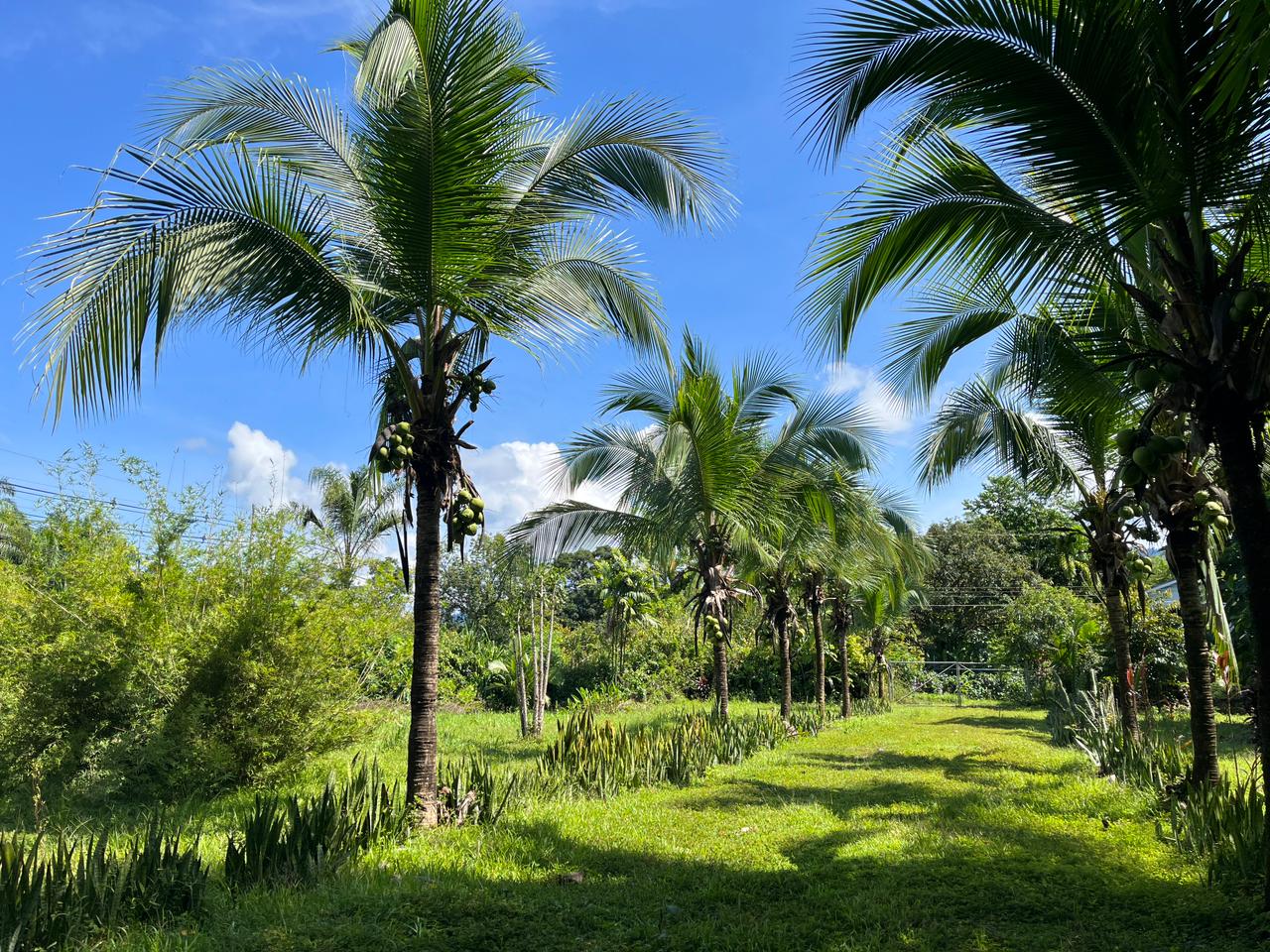 Perla Tropical, Rio Seco, Parrita - Image 6